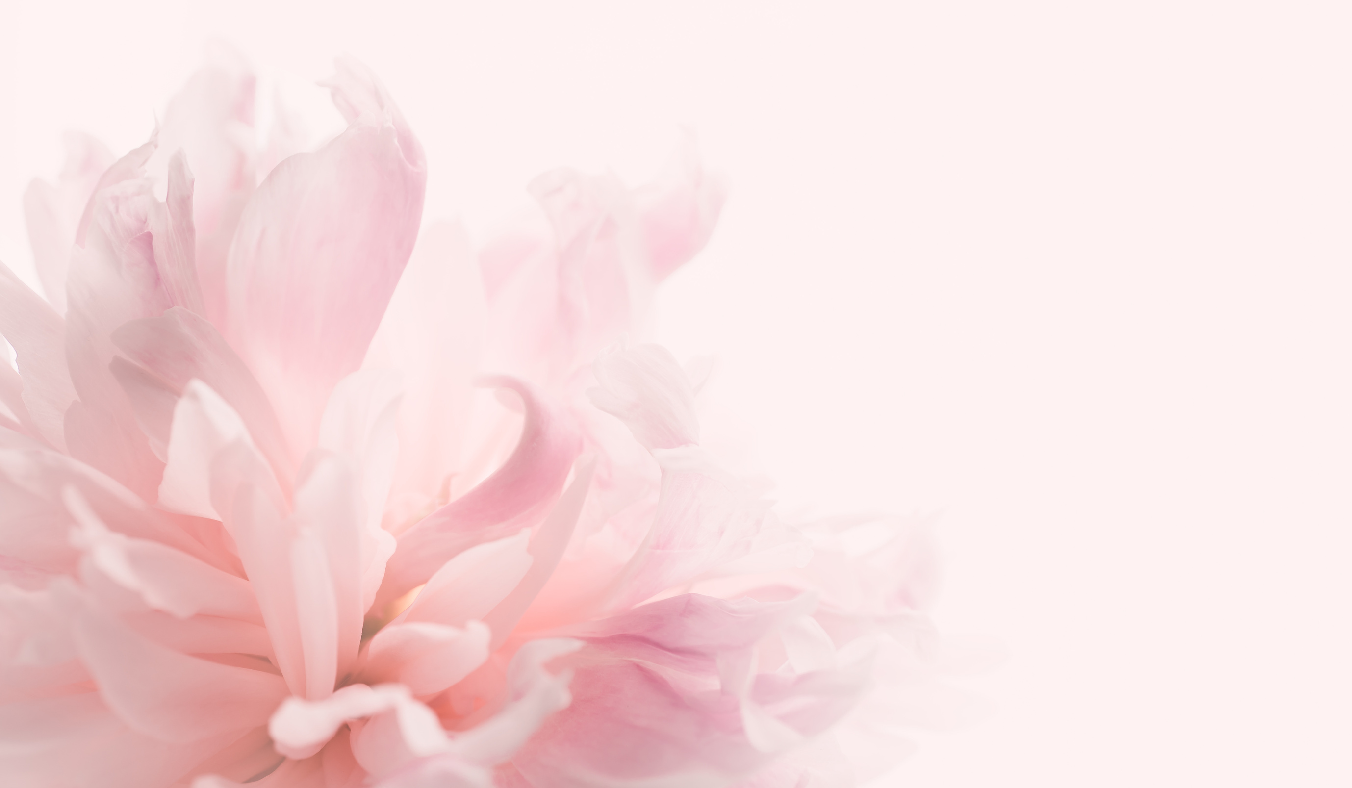 Beautiful pastel peony floral background. Soft pastel wedding, romantic flowers. Banner for website